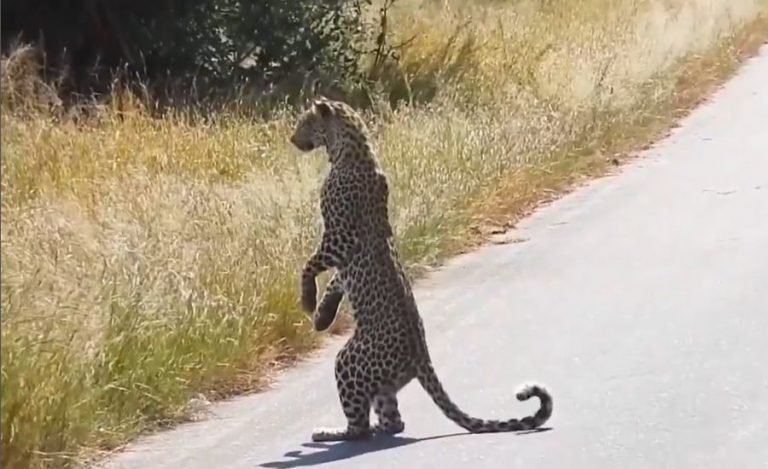 Standing Leopard