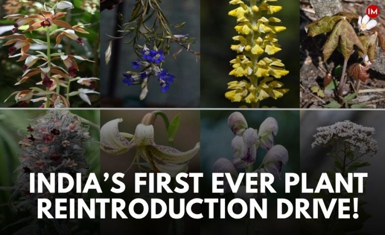 Uttarakhand Plant Reintroduction