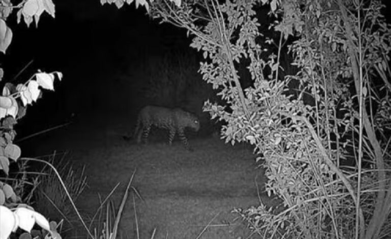 Leopard sighting in Delhi