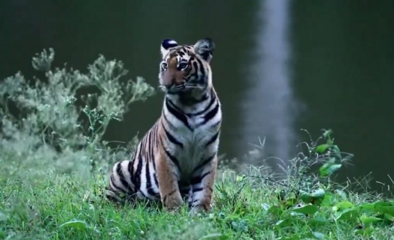 Mudumalai Tiger Reserve