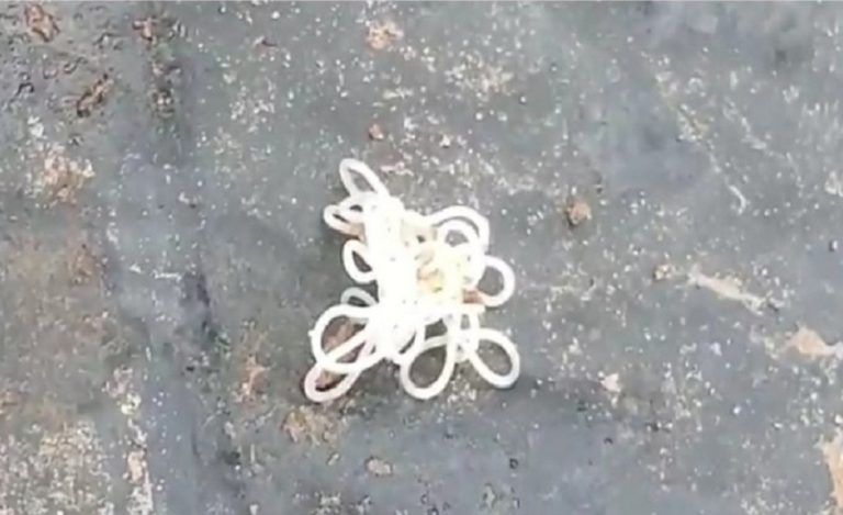 Hair-Like” Worm Panna