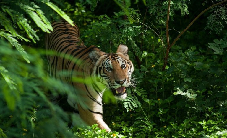 tiger