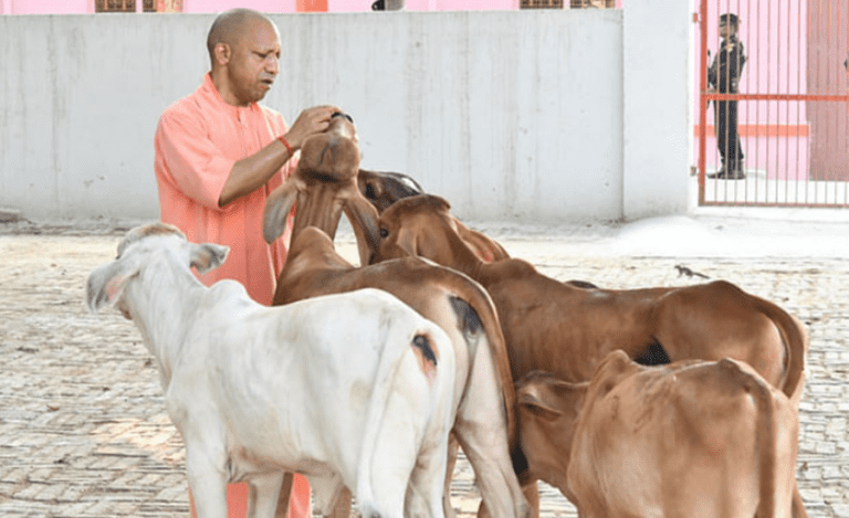 Yogi Adityanth Cow