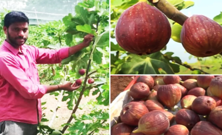 Figs