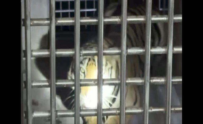 Tiger reserve