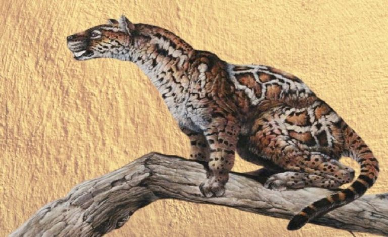 Tiger Evolution from Miacids