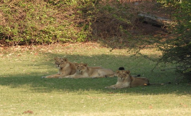 World Lion Day 2025 Gujarat Barda event