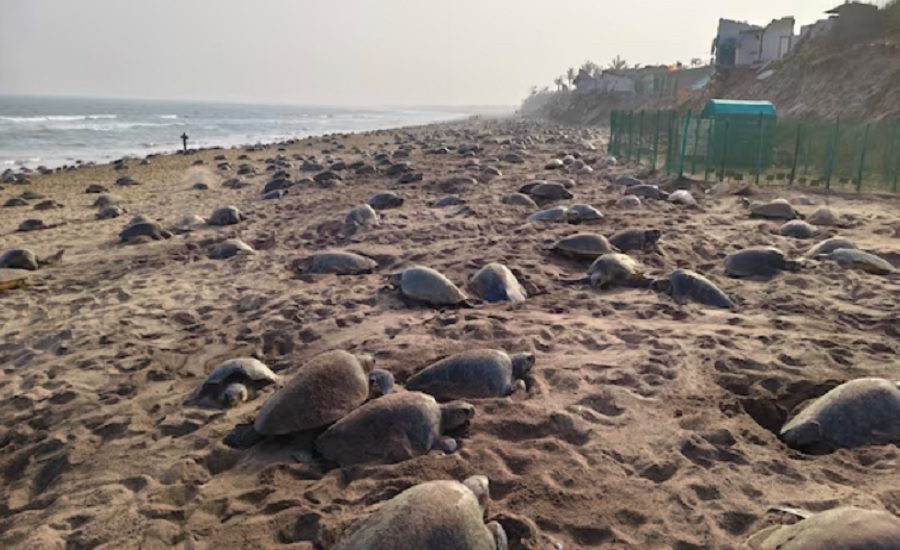 Olive Ridley Nesting Site Odisha