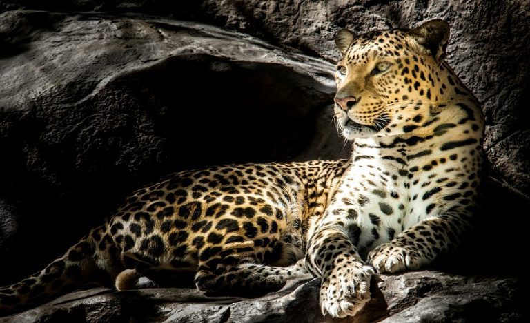 leopard deaths