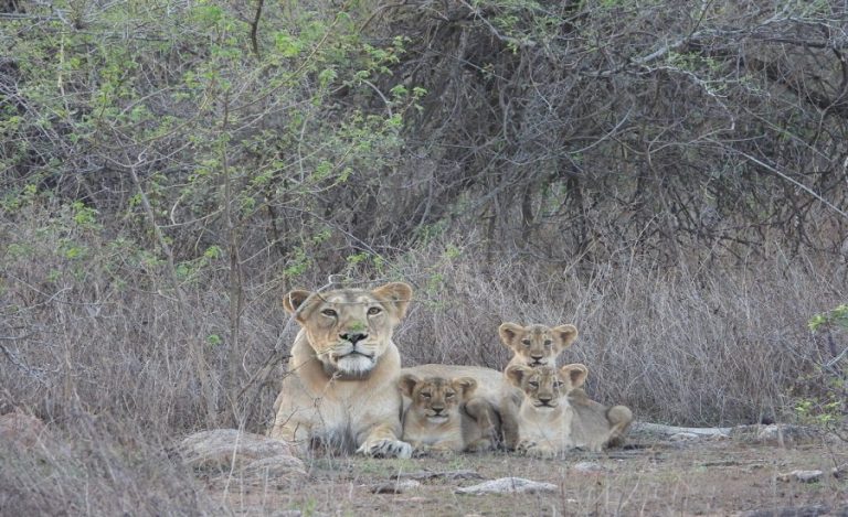 Barda Wildlife Sanctuary