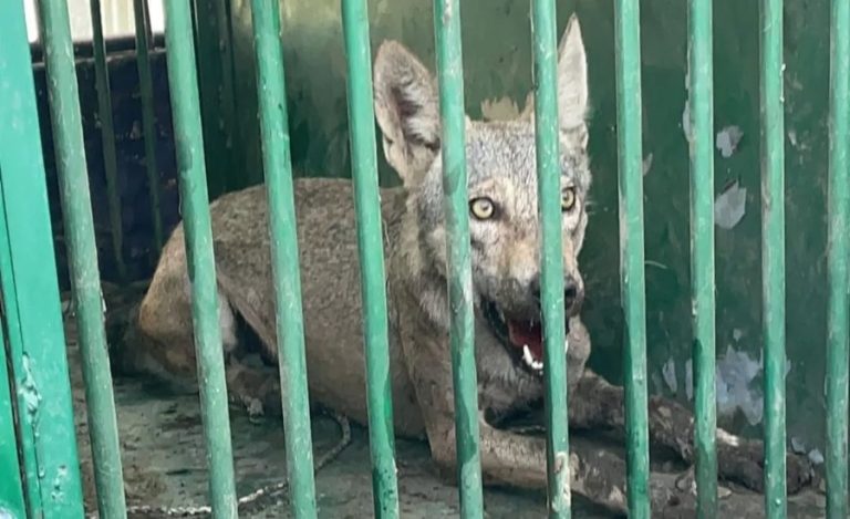 Bahraich Wolf