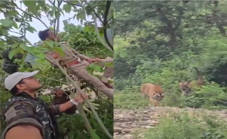 Forest Guard Tiger Encounter
