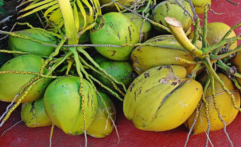 Coconut