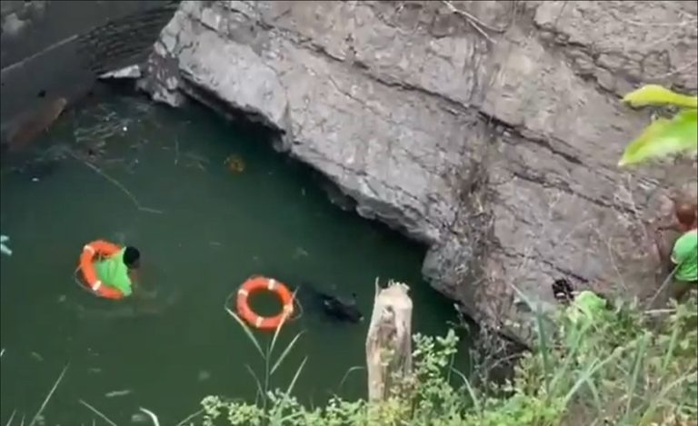 Tamil Nadu Gaur Rescue