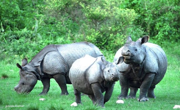 World Rhino Day India