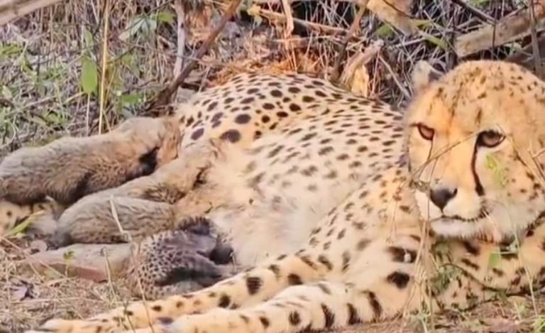 India Born Cheetah Mukhi