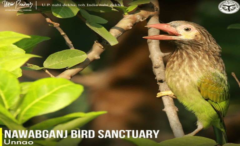 Unnao Bird Sanctuary