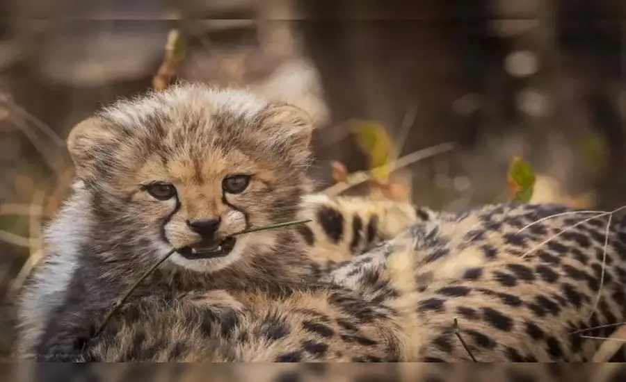 India born cheetah Mukhi