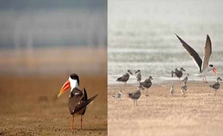 Ganga Basin Sandbar-Nesting Birds