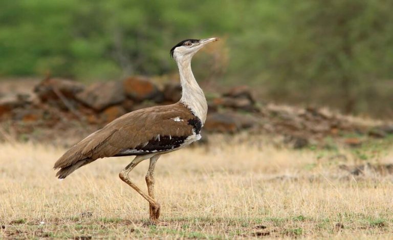 Great Indian Bustard Conservation