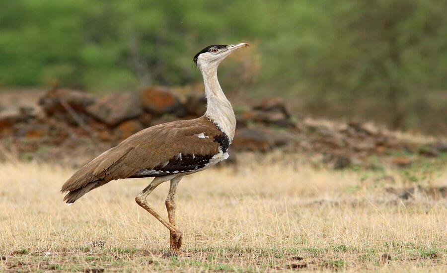 Great Indian Bustard Conservation