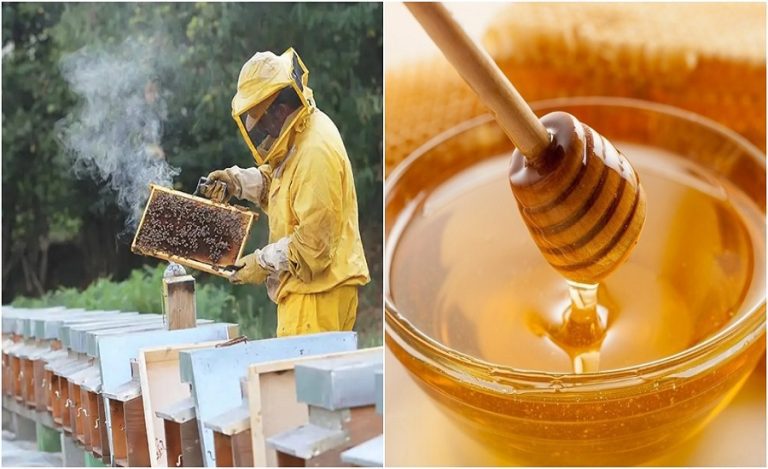 Bihar becomes India’s fourth largest honey producer as government