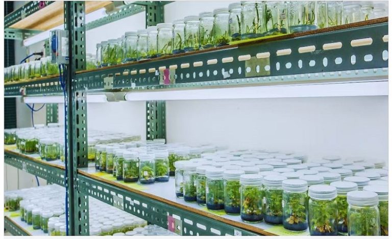 Tissue Culture Labs
