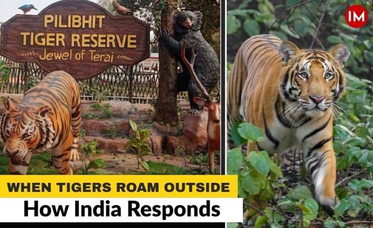 When the Forest Crosses the Boundary: How ‘Tigers Outside Tiger Reserves’ Could Redefine Human-Wildlife Coexistence in Uttar Pradesh