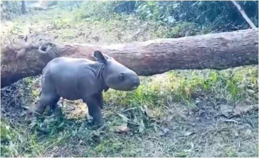 One-Horned Rhino Calf