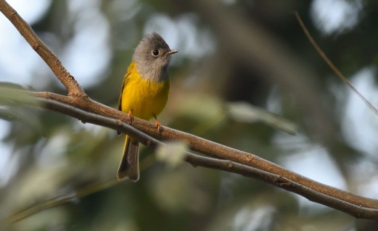bihar Migratory Birds