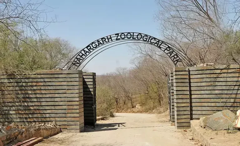 Nahargarh biological park winter care