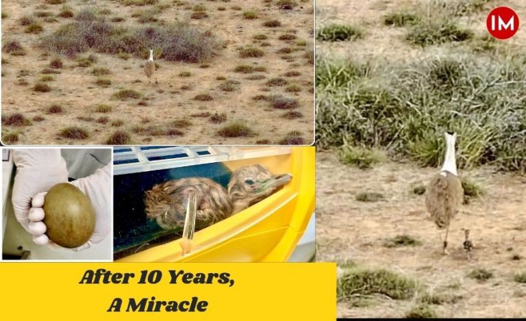 Project GIB Milestone: Captive-Bred Bustard Chick Hatches in Gujarat for First Time in 10 Years