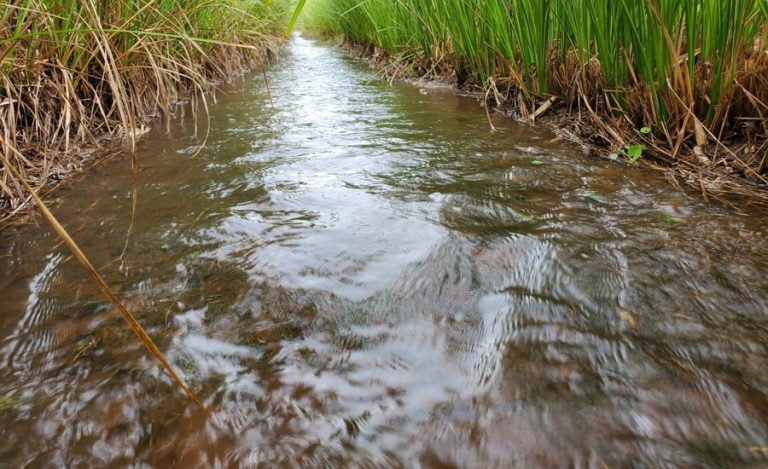 vetiver patanjali (1)