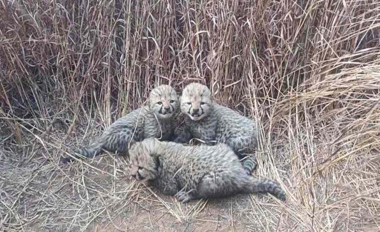 Cheetah-cubs-kuno