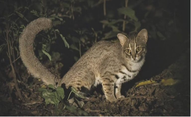Wild Cat
