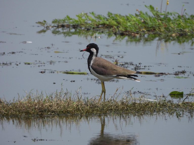 ndia Adds 100th Ramsar Site: Jai Prakash Narayan Bird Sanctuary in UP’s Ballia Earns Global Wetland Recognition