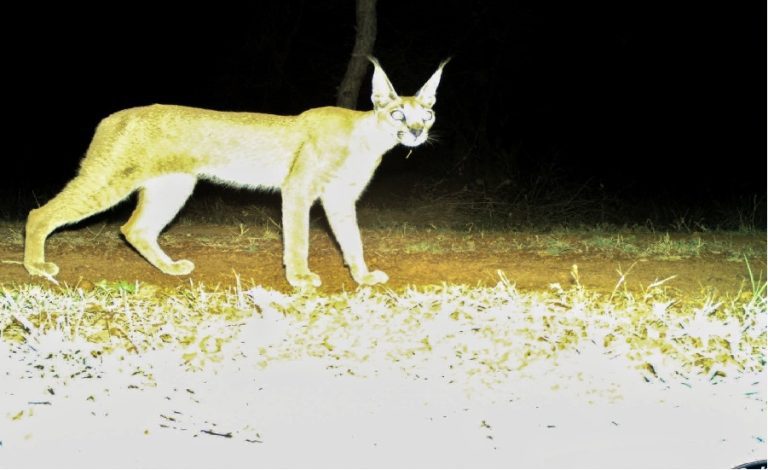 Caracal ( Kuno )
