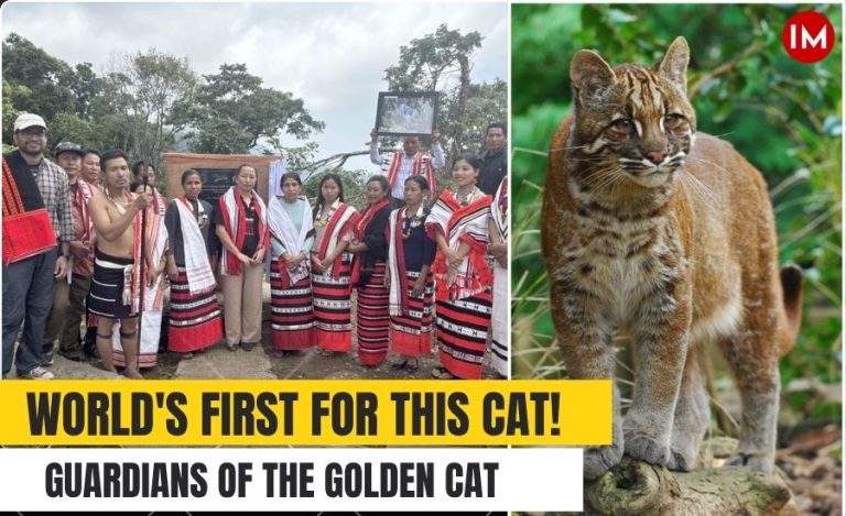 Asiatic Golden cat Nagaland