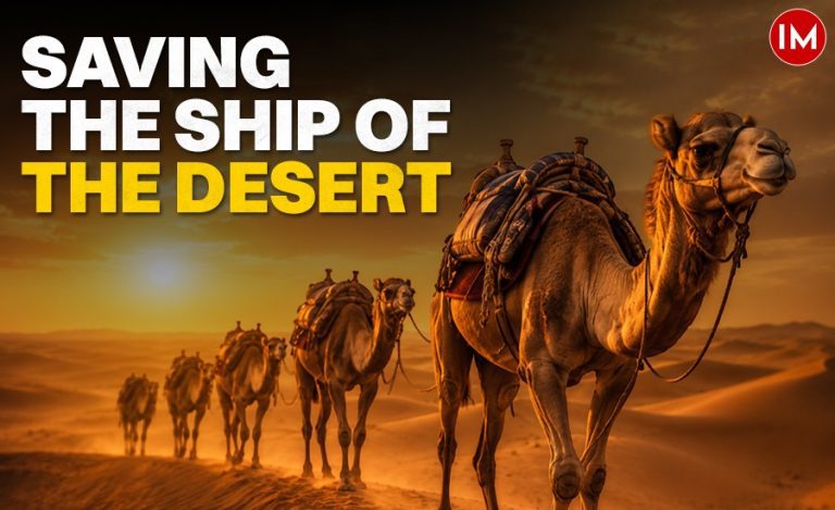 Camel