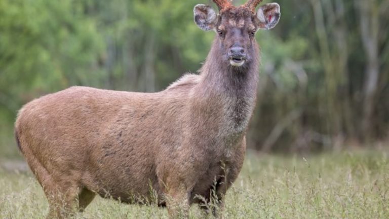 Who Is Vinod Verma? MP Forest Officer Suspended for Feeding Poha to Wild Sambar Deer at Satpura Tiger Reserve