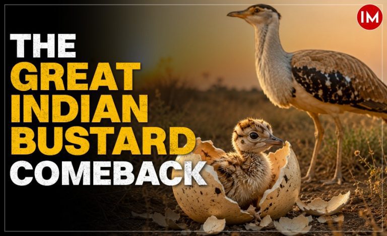 Great Indian Bustard