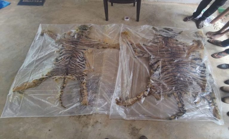 Tiger Skins