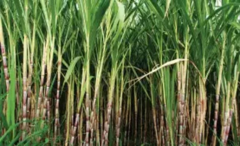 -sugarcane bihar-900x550