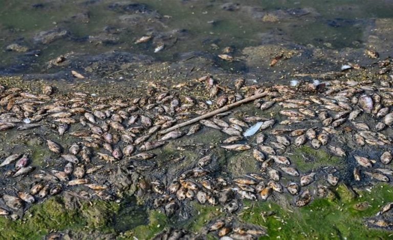 Health Warning fish