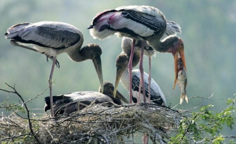 Painted Storks Delhi Zoo