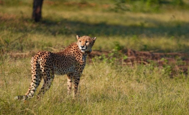 cheetah mp