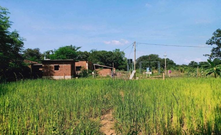 singrauli organic farming-900x550