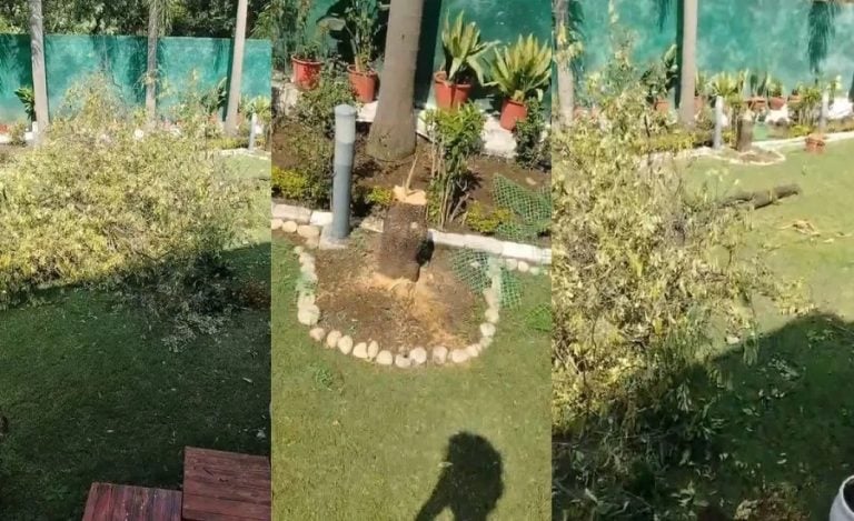 Bhopal Sandalwood Thef