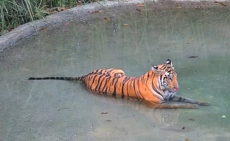 Buxa Tiger Reserve Tiger Reintroduction1