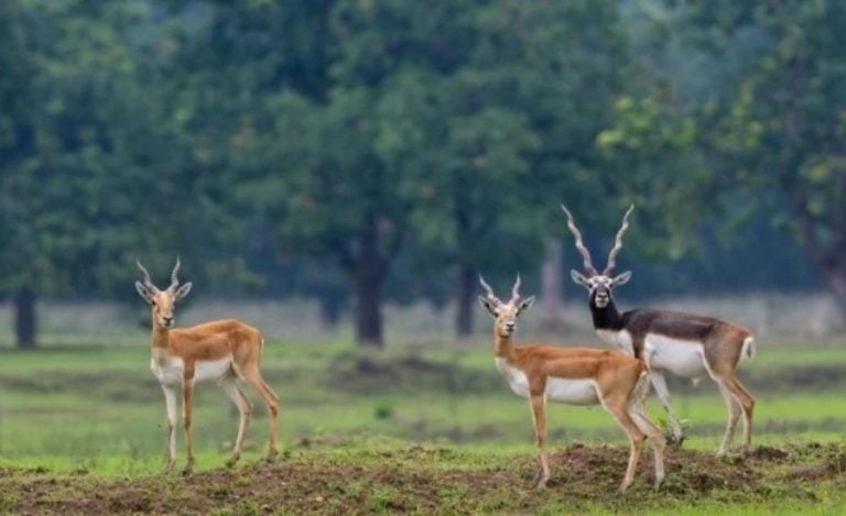 Chhattisgarh Blackbuck Conservation